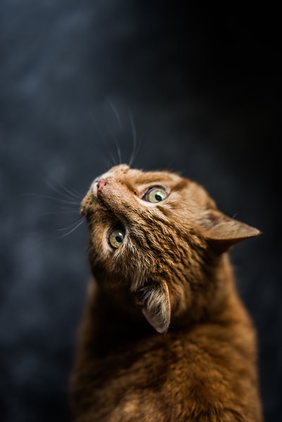 选择性注意力和低角度摄影的橙色的虎斑猫

